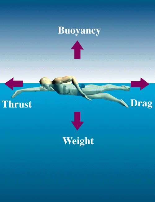 Behind swimming physics Here’s What